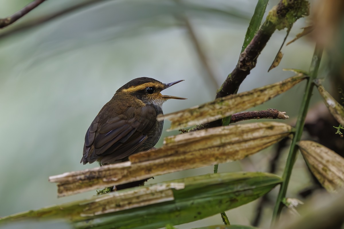 Bornean Stubtail - ML638016714