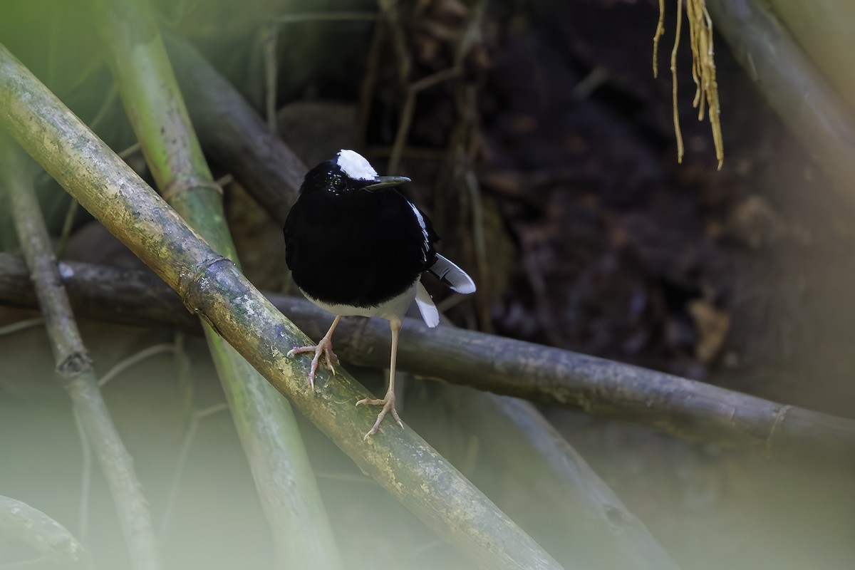 Bornean Forktail - ML638016720