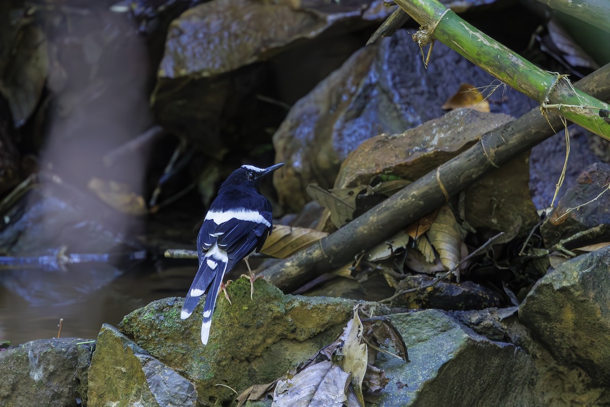 Bornean Forktail - ML638016722