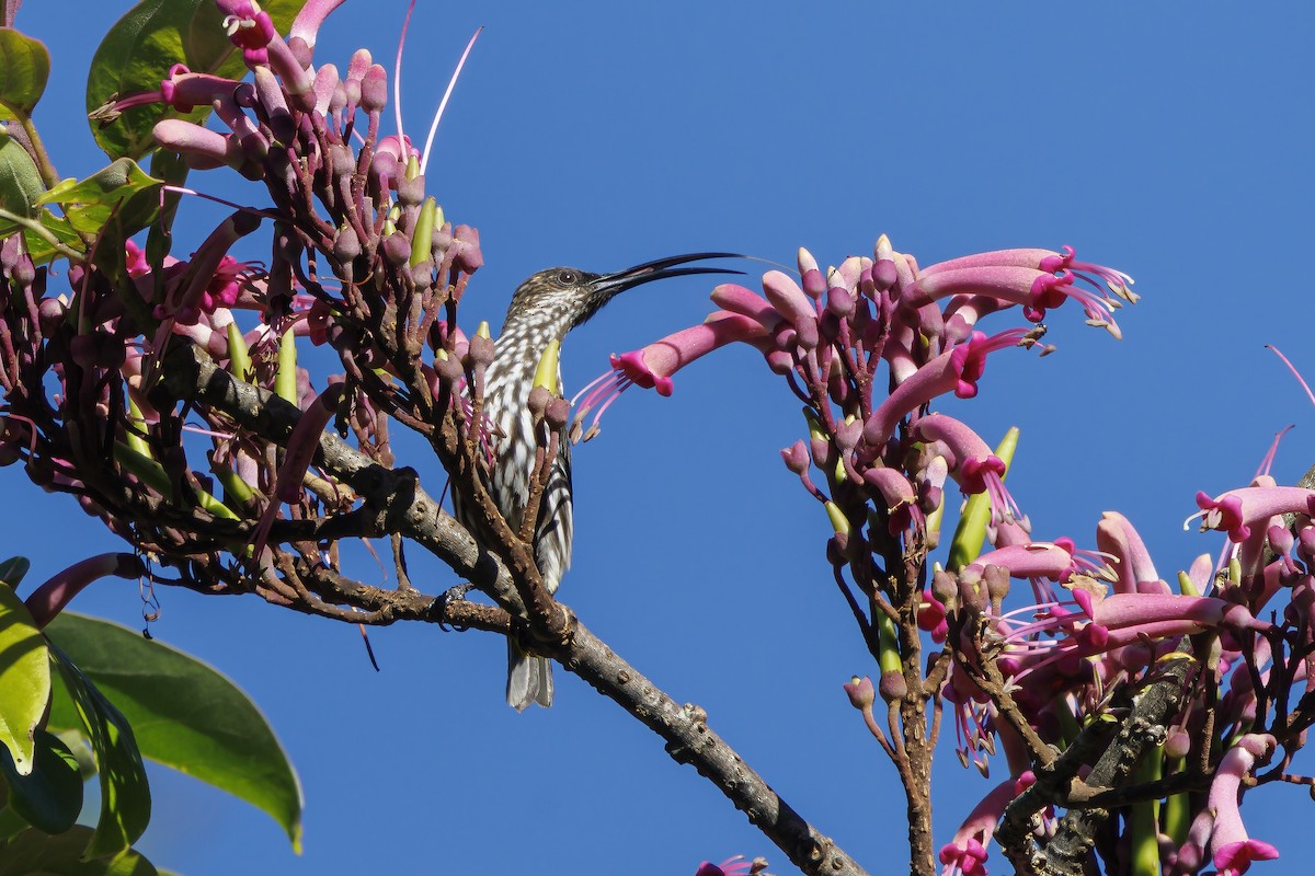 Whitehead's Spiderhunter - ML638016734