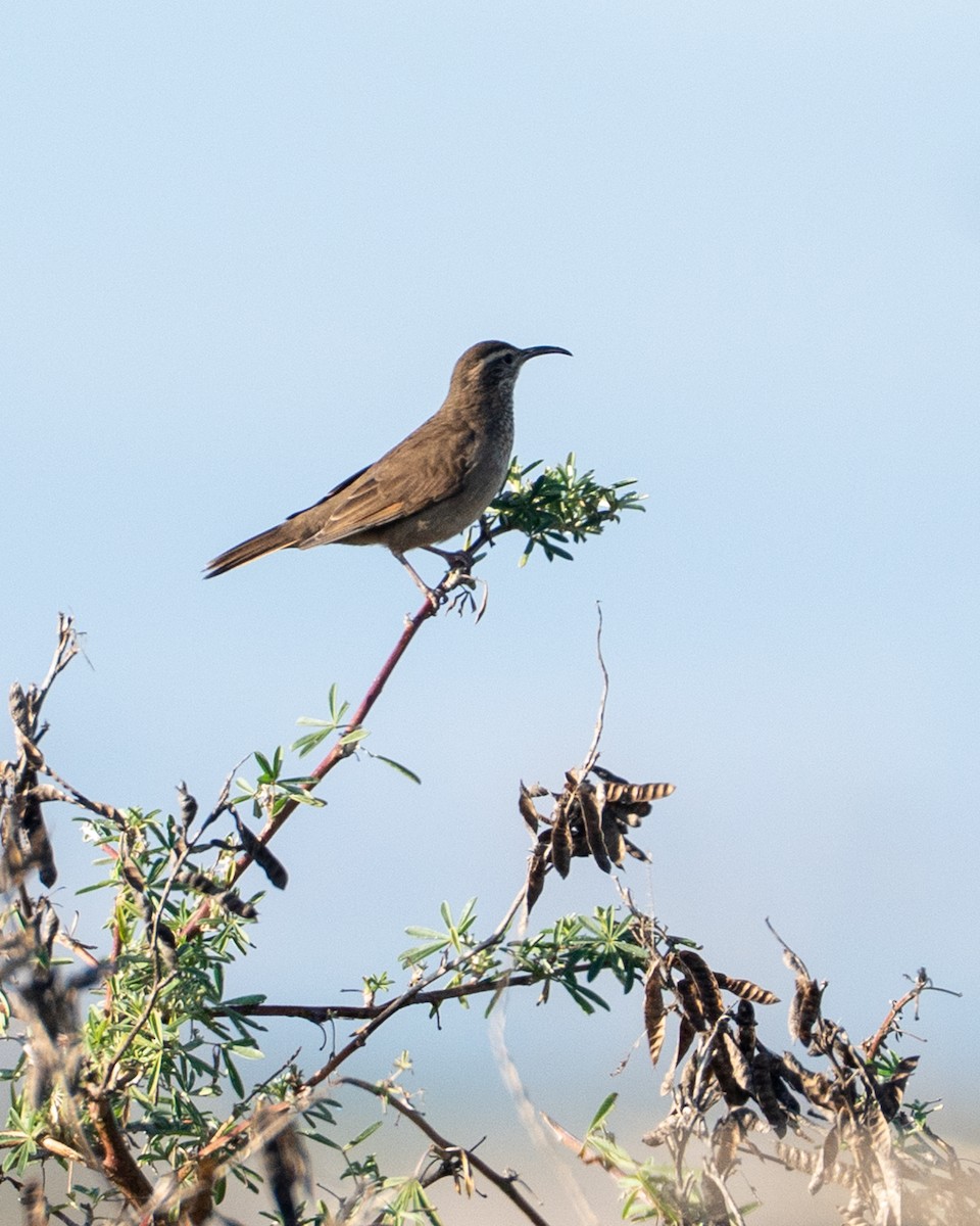 Patagonian Forest Earthcreeper - ML638016777