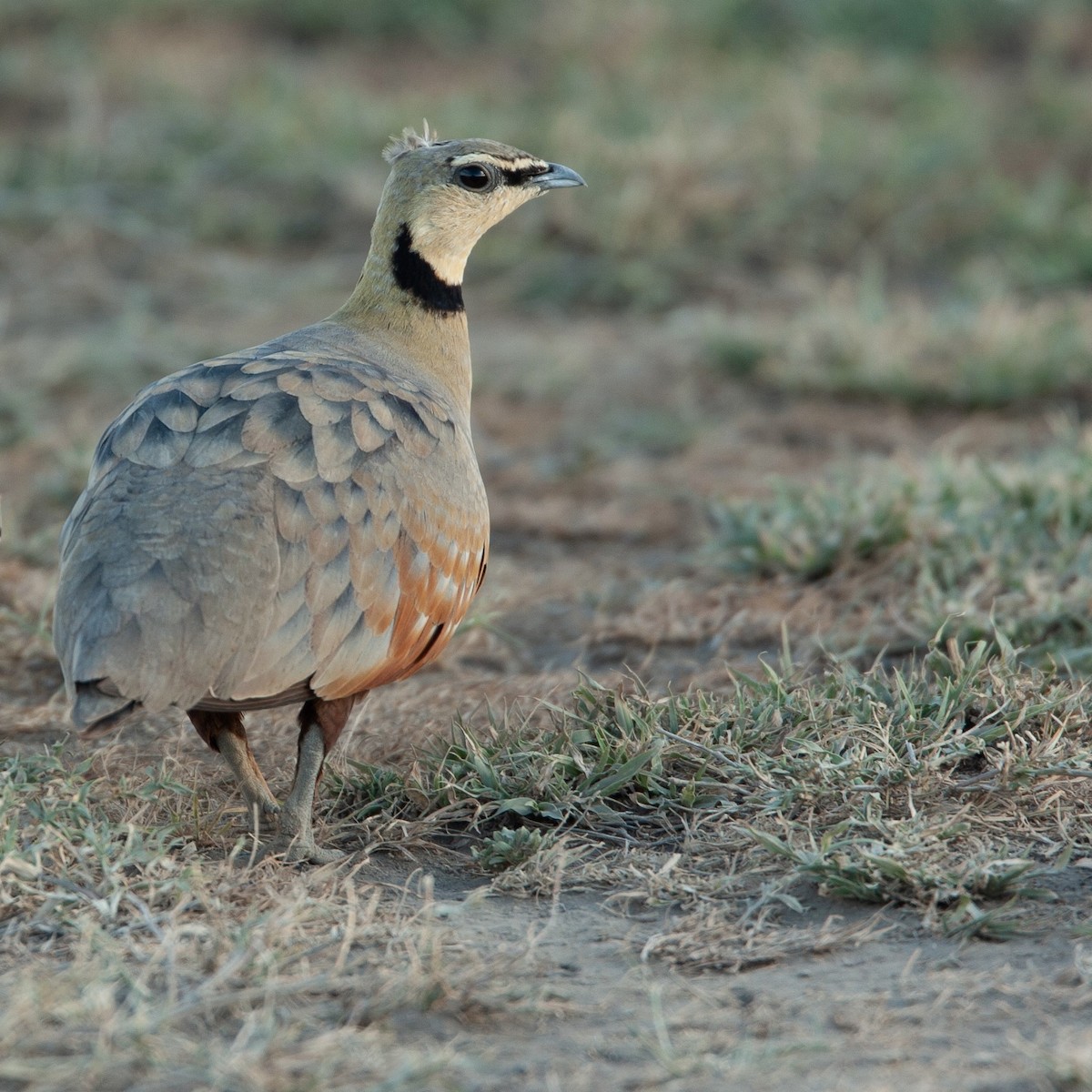 Yellow-throated Sandgrouse - ML638016785