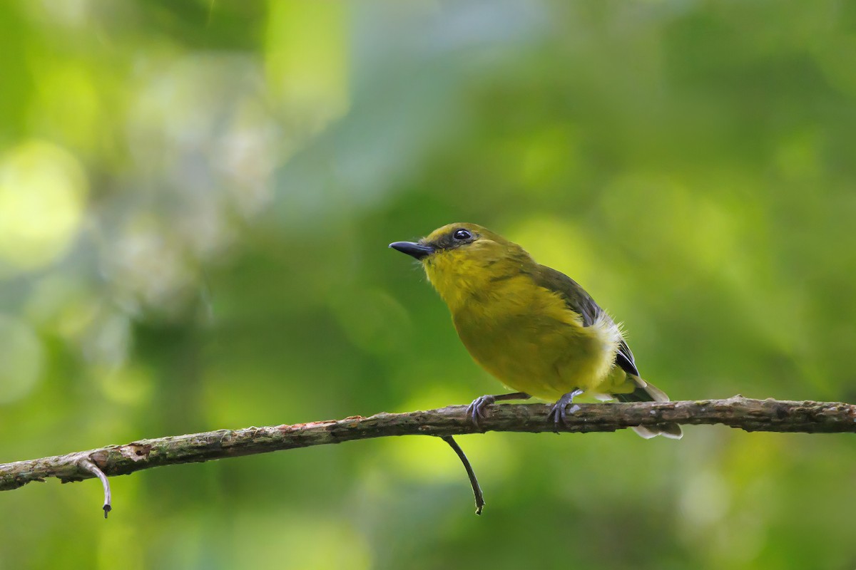 Bornean Whistler - ML638016786
