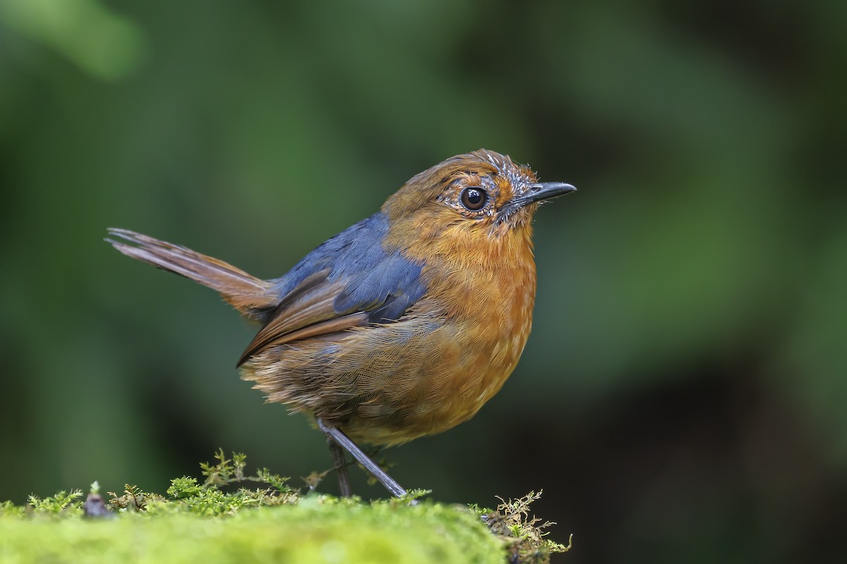 Bornean Shortwing - ML638016790