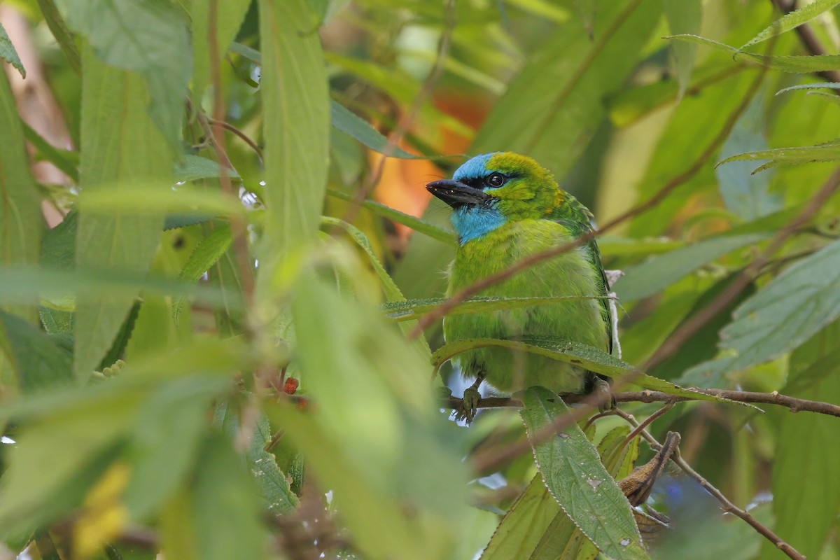Golden-naped Barbet - ML638016808