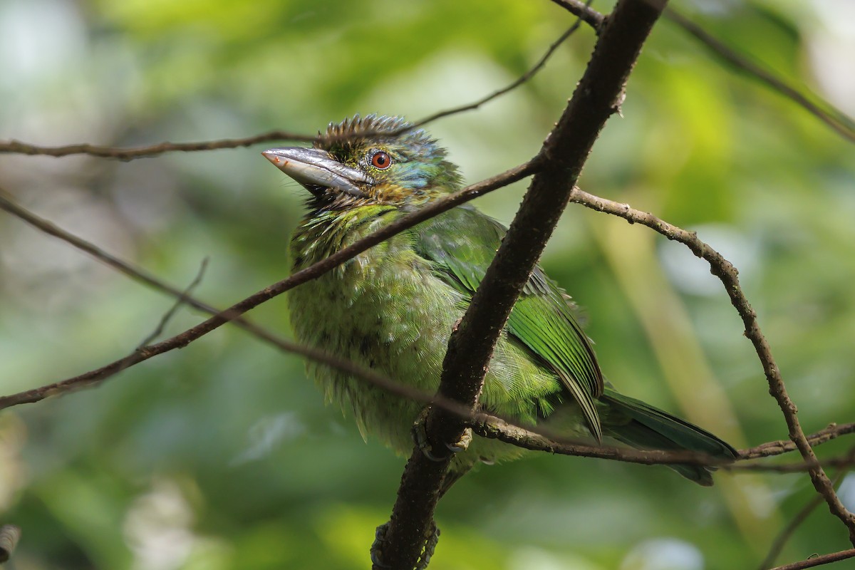 Mountain Barbet - ML638016812
