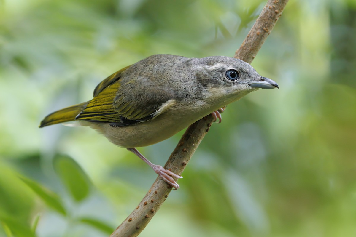 White-browed Shrike-Babbler (Blyth's) - ML638016817