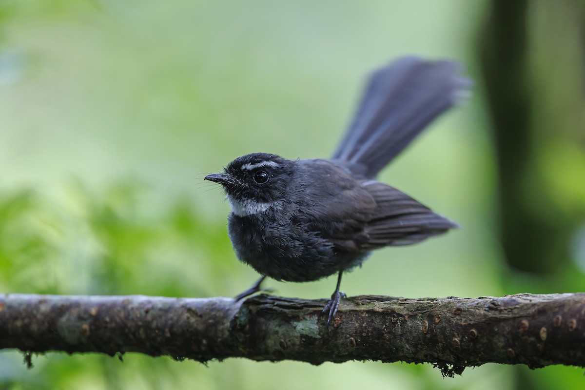White-throated Fantail - ML638016821