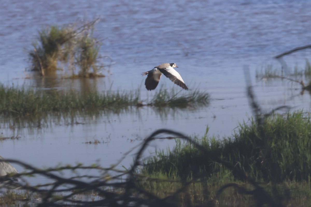 Long-toed Lapwing - ML638016822