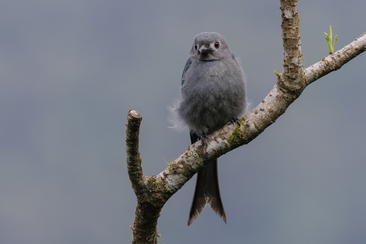 灰卷尾(stigmatops) - ML638016824