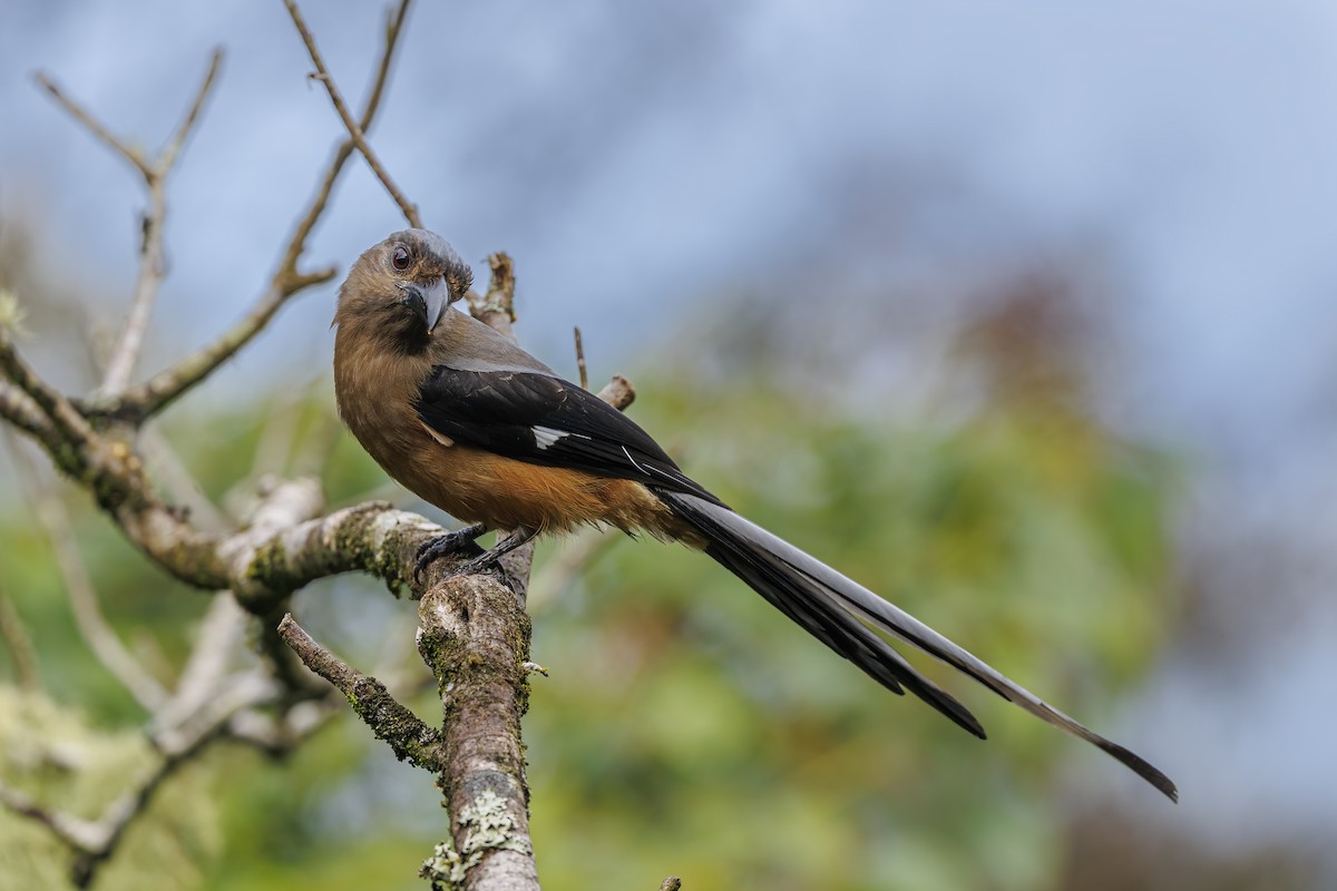 Bornean Treepie - ML638016829