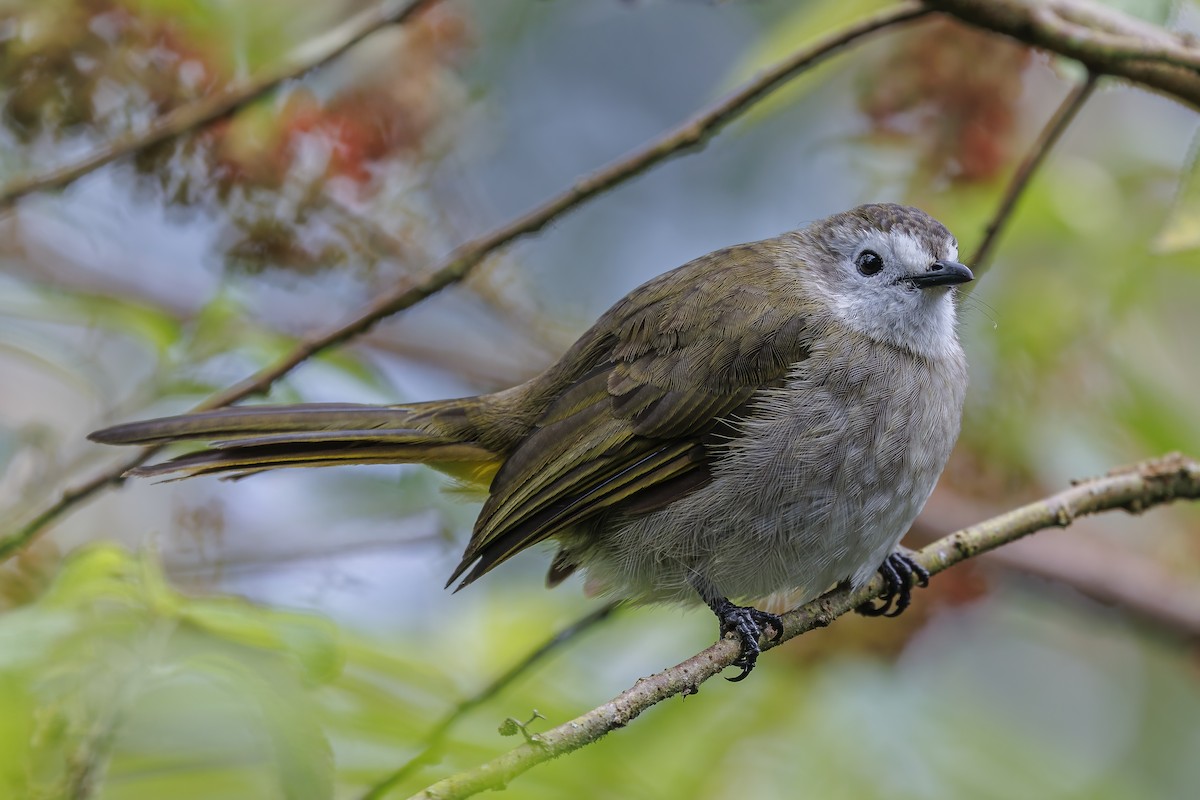 Pale-faced Bulbul - ML638016832