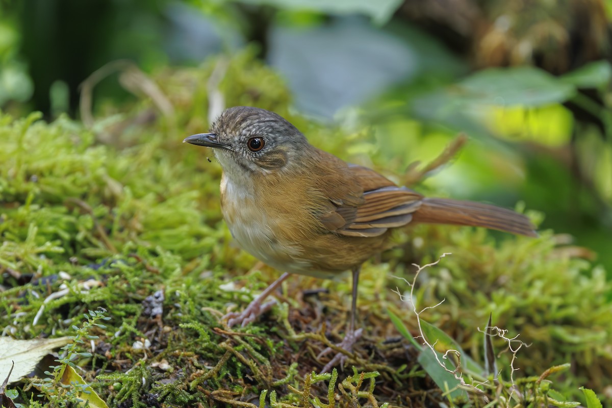 Temminck's Babbler - ML638016839