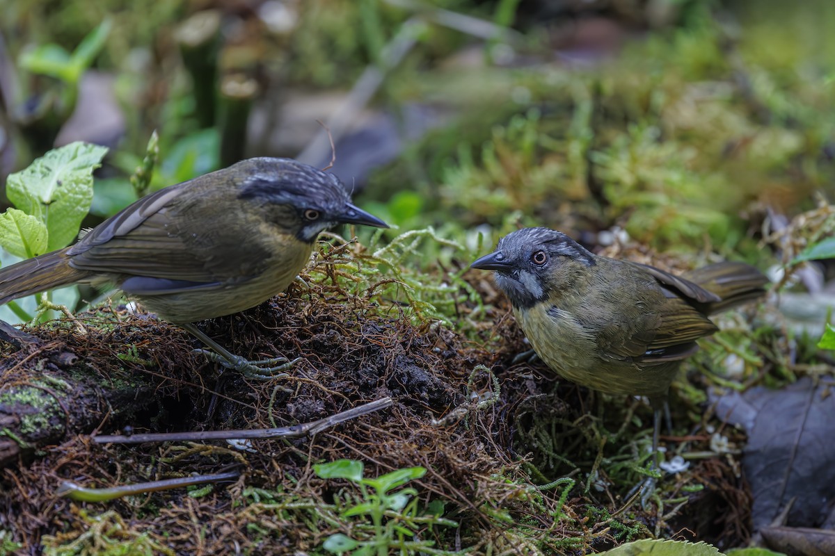 Gray-throated Babbler - ML638016845