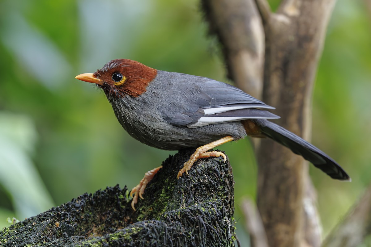Chestnut-hooded Laughingthrush - ML638016853