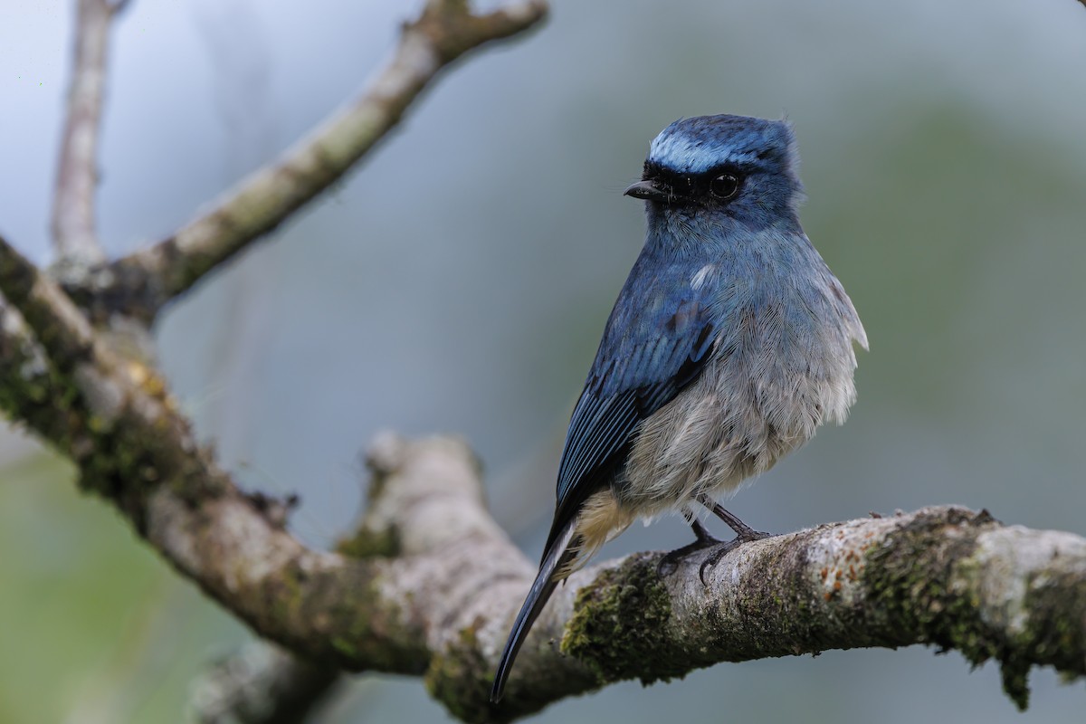 Indigo Flycatcher (Rufous-vented) - ML638016870