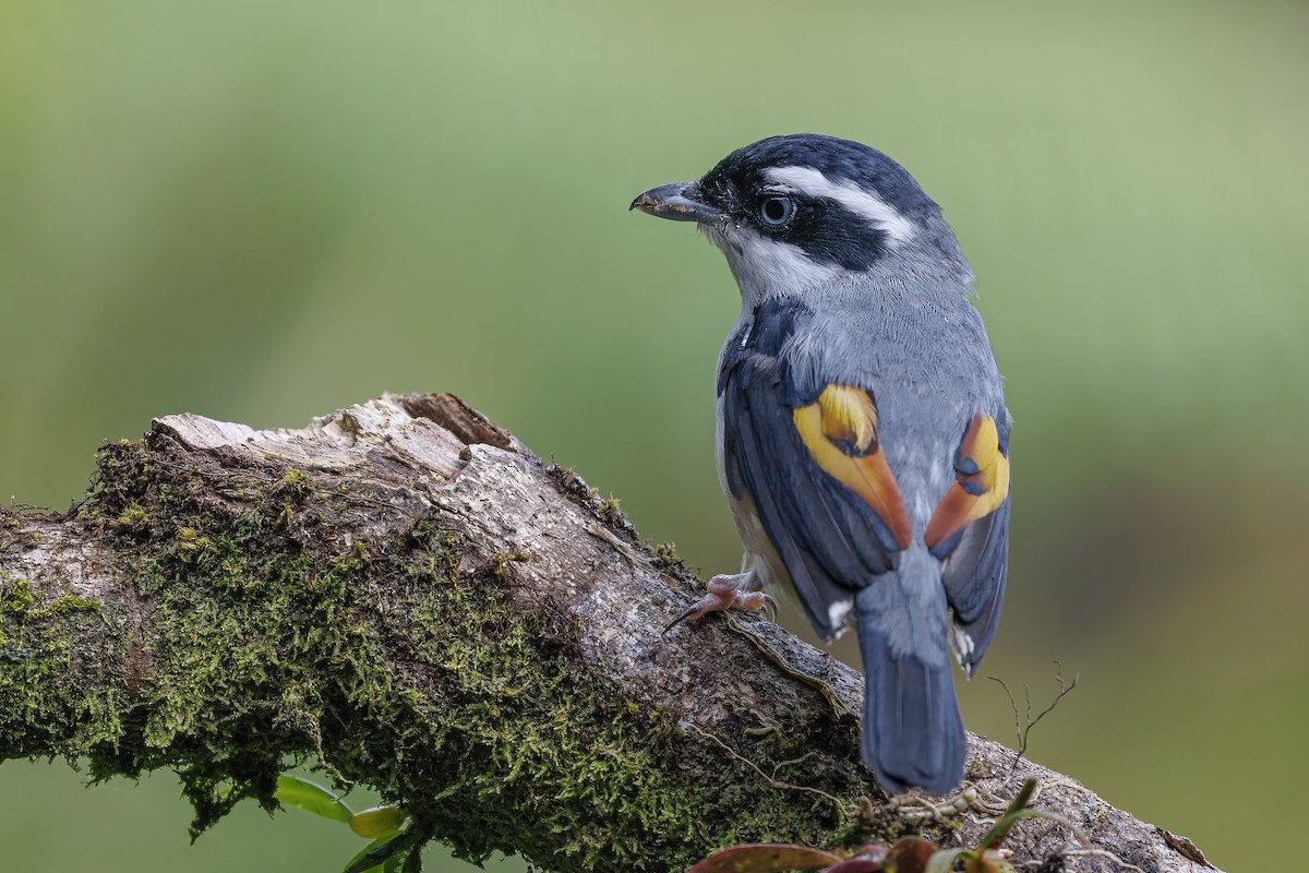 White-browed Shrike-Babbler (Blyth's) - ML638016882