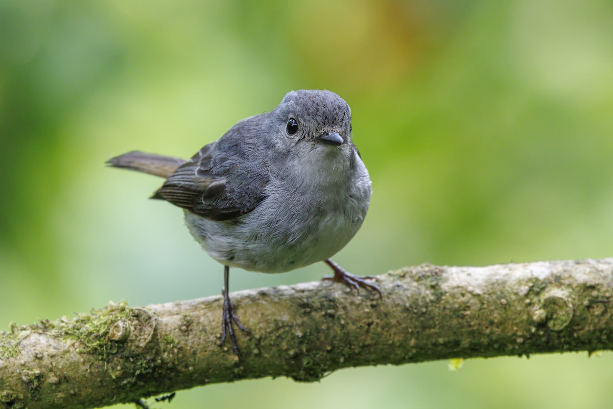 Little Pied Flycatcher - ML638016897