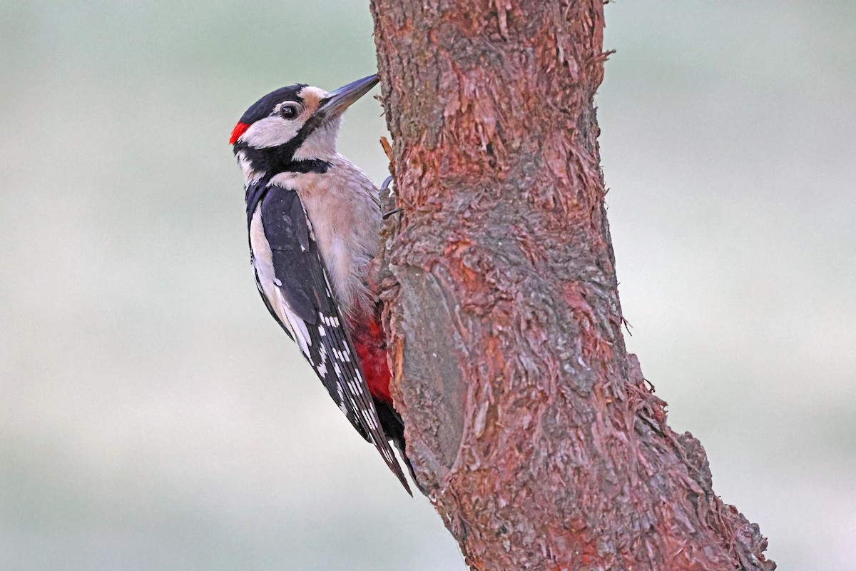 Great Spotted Woodpecker - ML638016924