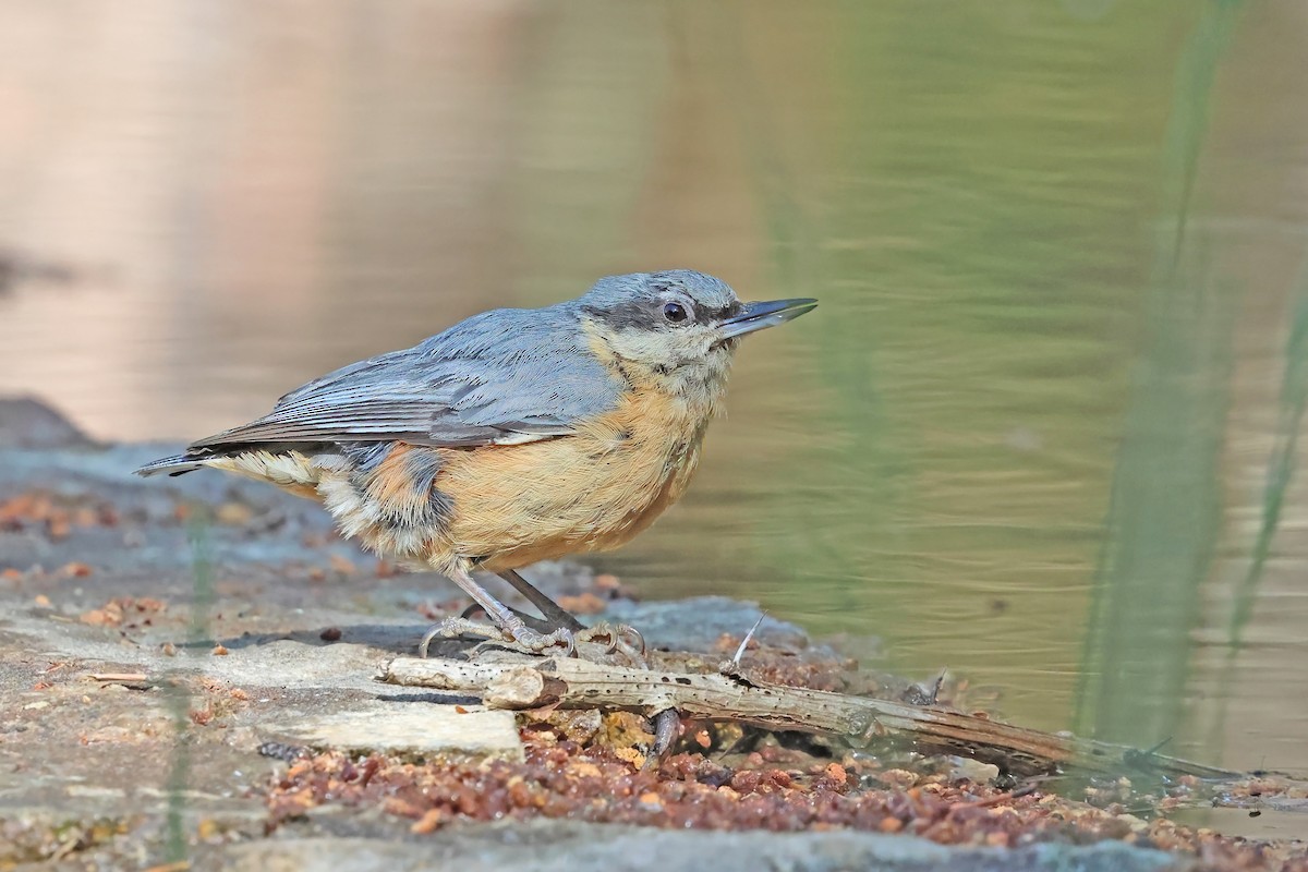 Eurasian Nuthatch - ML638016956