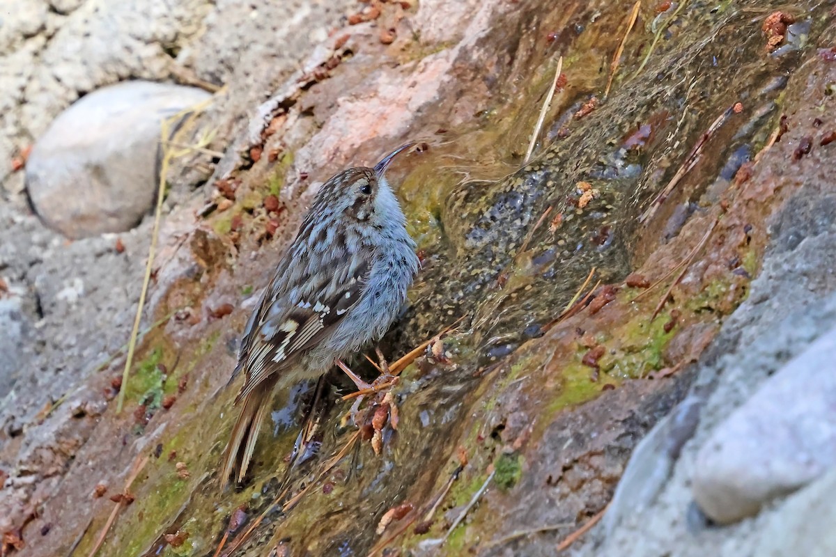 Short-toed Treecreeper - ML638016973