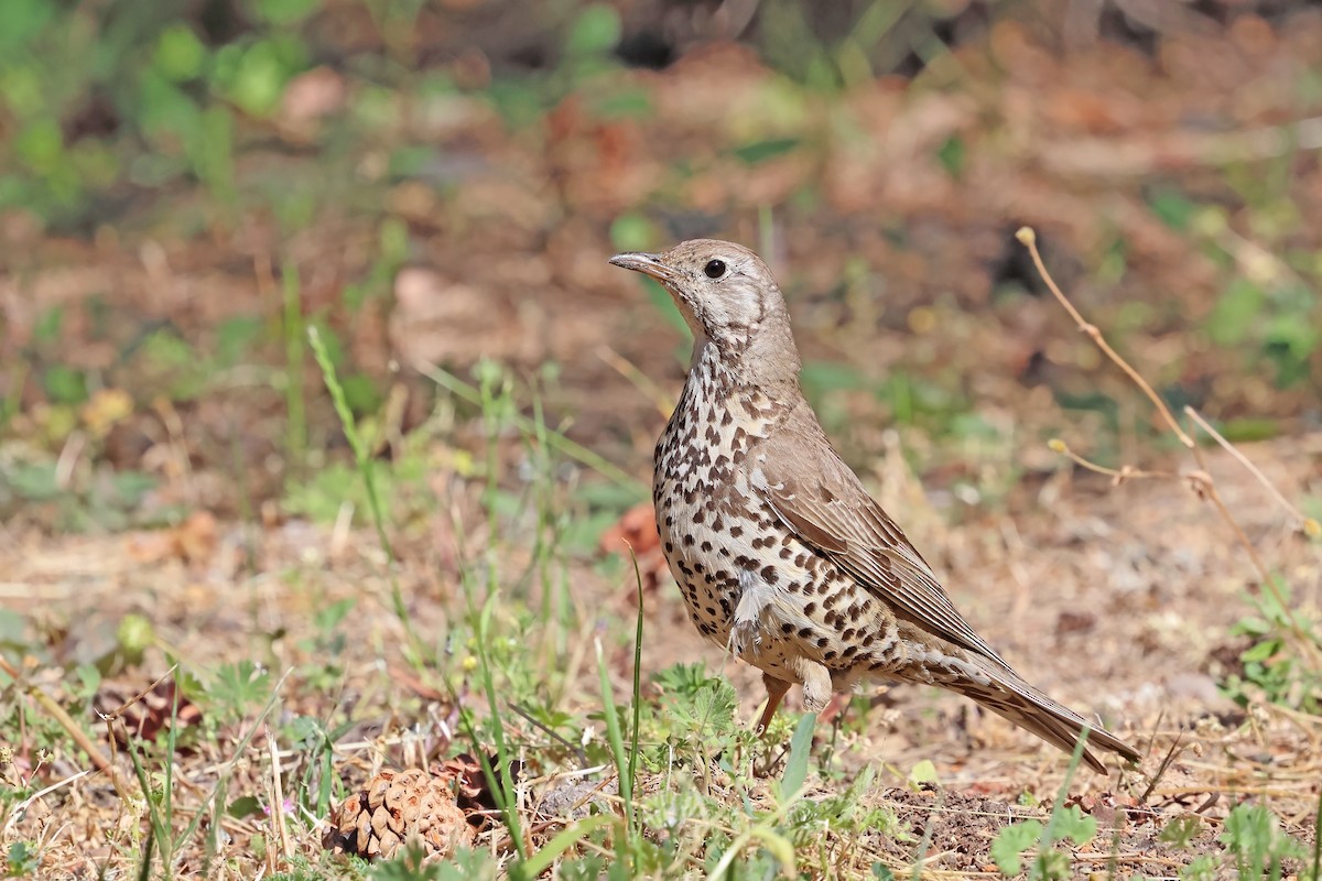 Mistle Thrush - ML638016984