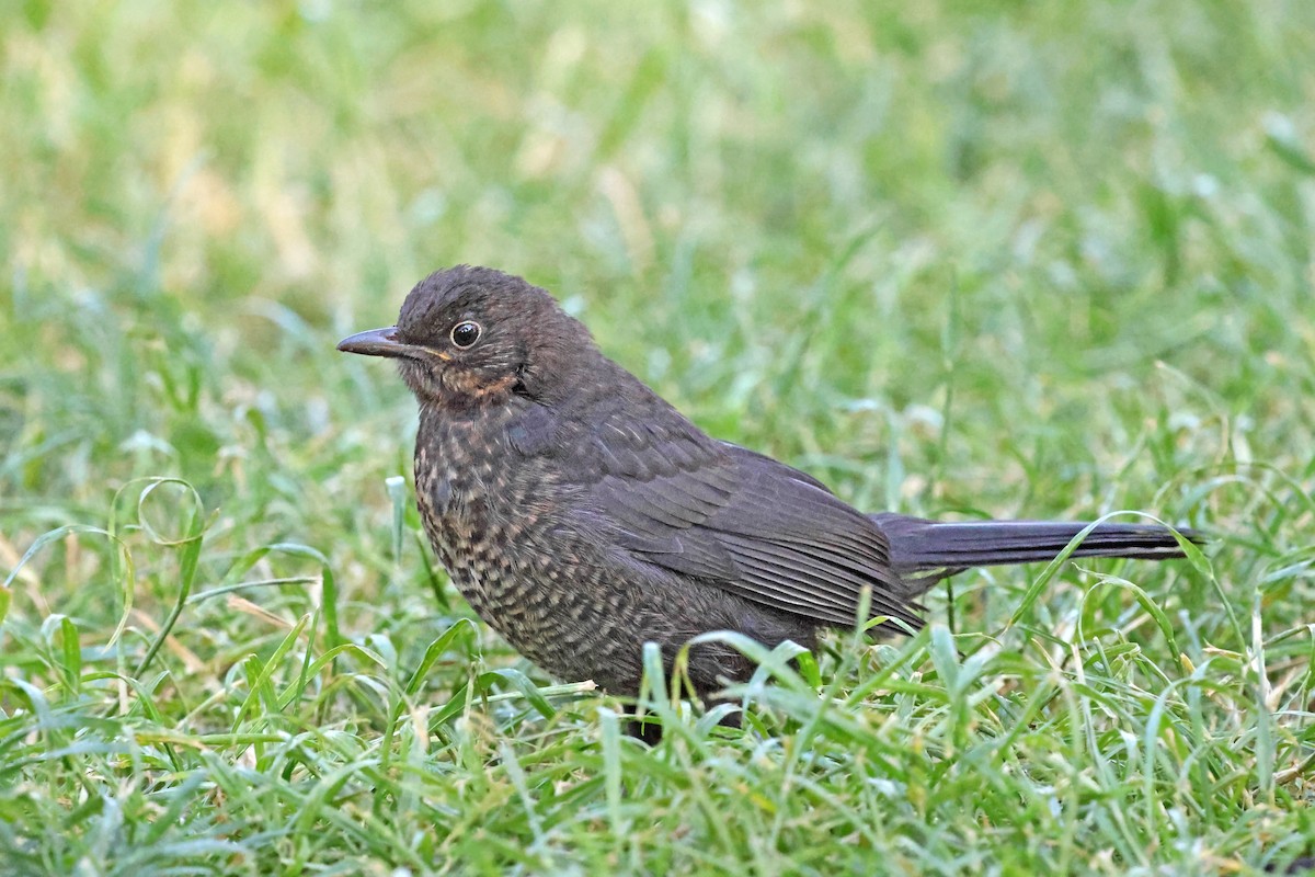Eurasian Blackbird - ML638017009