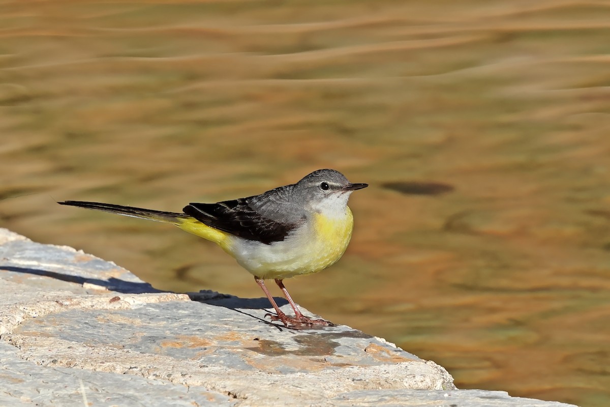 Gray Wagtail - ML638017026