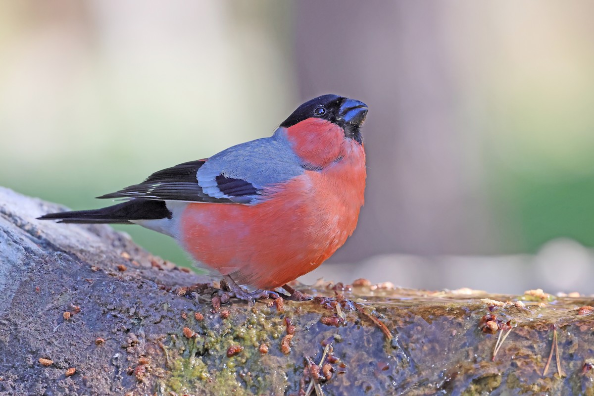 Eurasian Bullfinch - ML638017066