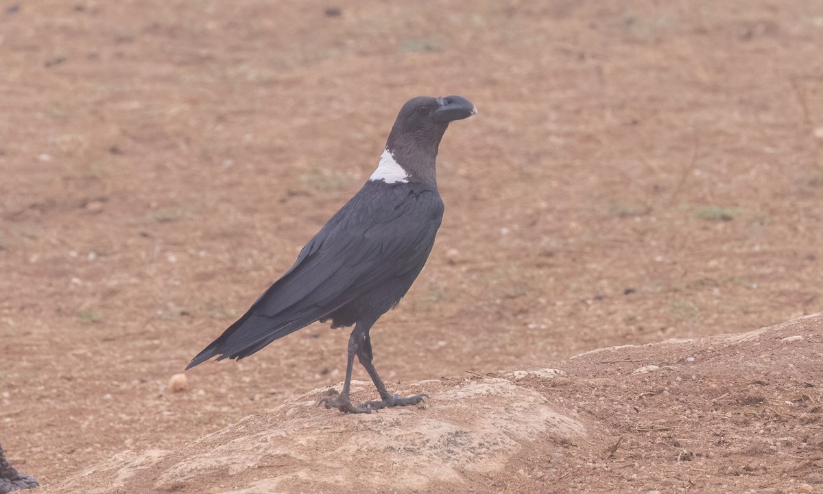 White-necked Raven - ML638017069