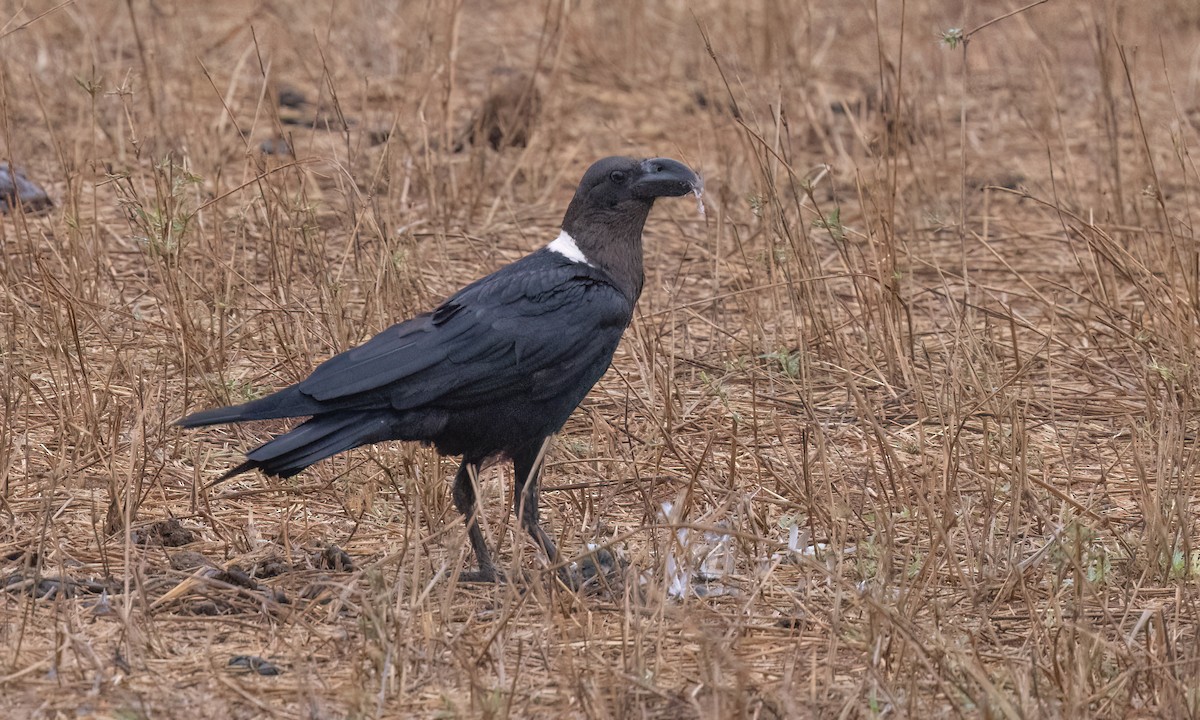 White-necked Raven - ML638017073