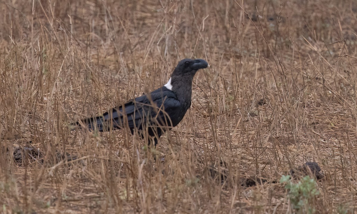 White-necked Raven - ML638017074