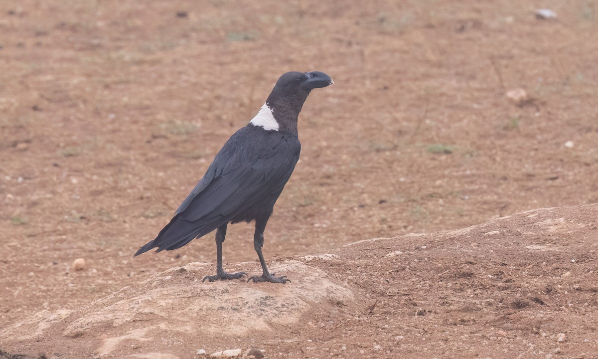 White-necked Raven - ML638017076
