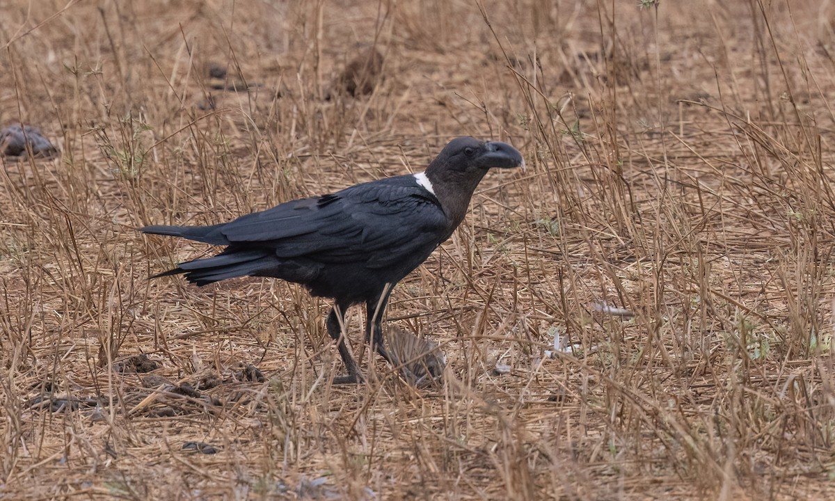 White-necked Raven - ML638017077