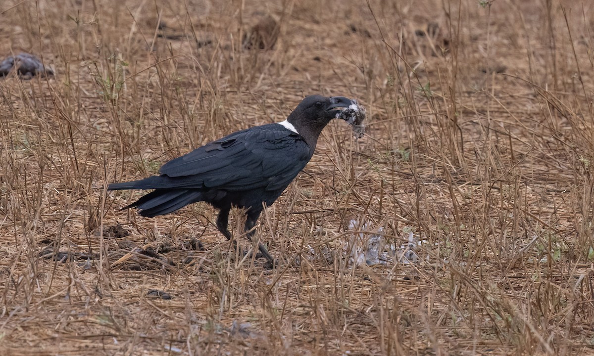 White-necked Raven - ML638017078