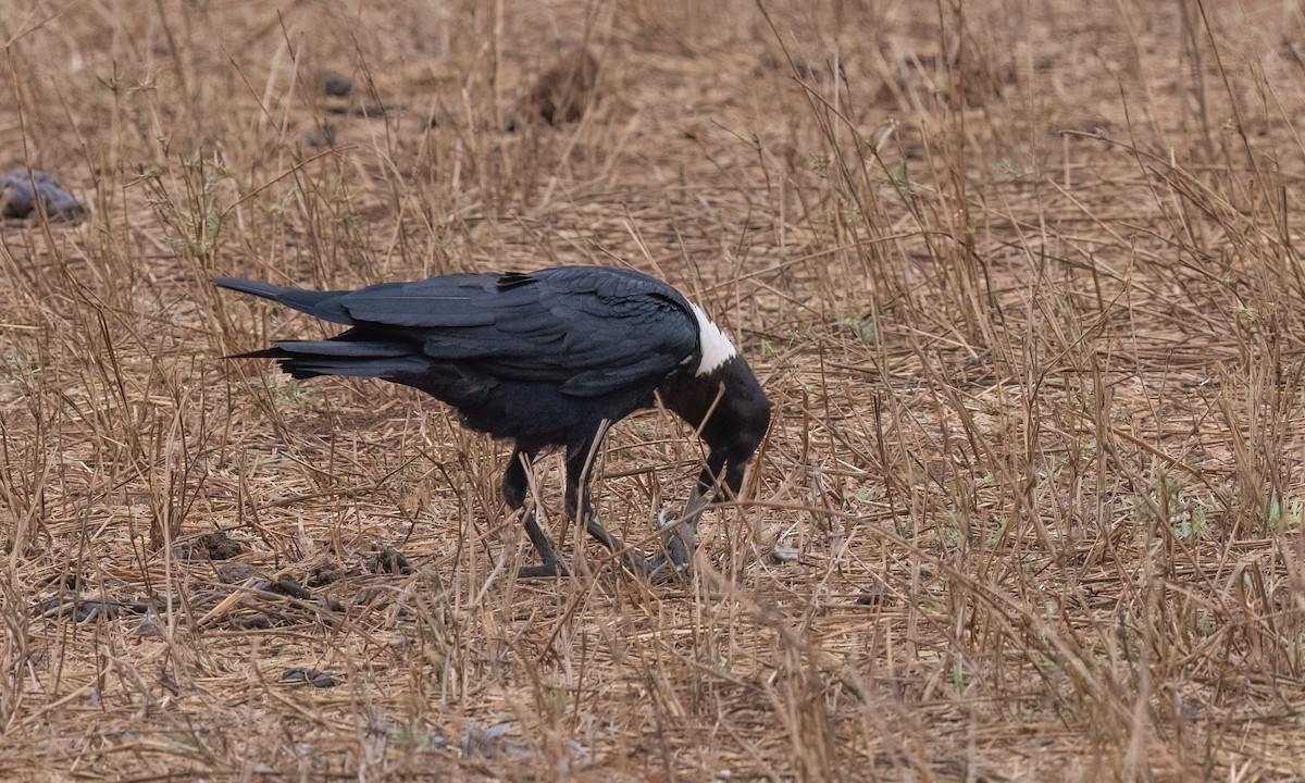 White-necked Raven - ML638017079