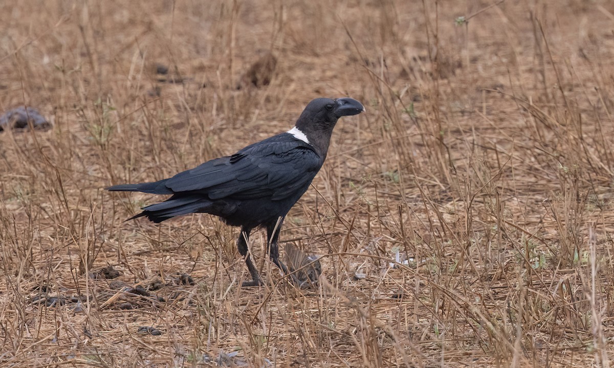 White-necked Raven - ML638017083