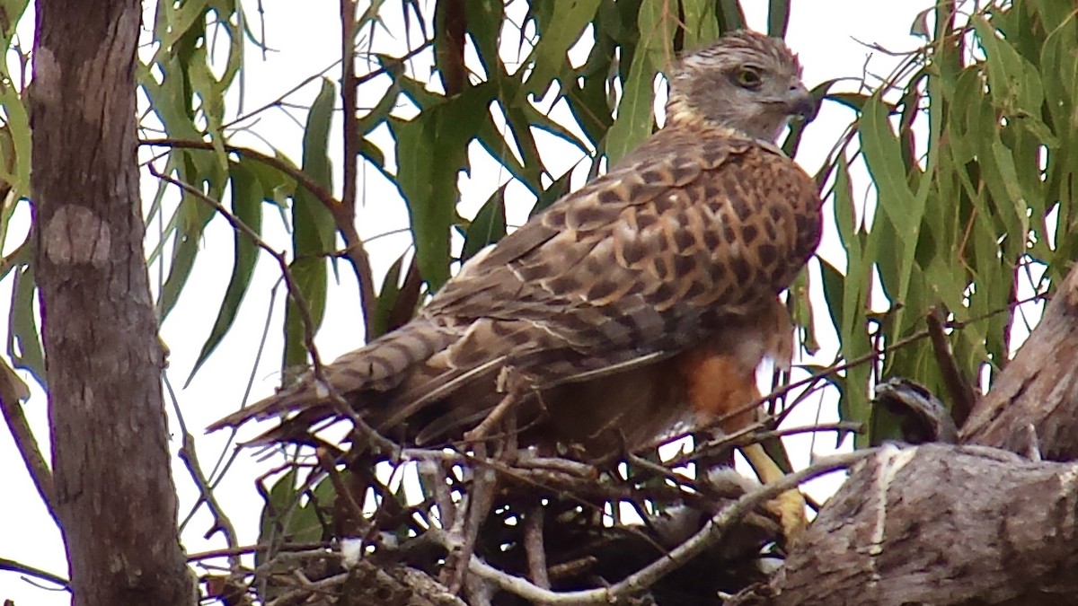 Red Goshawk - ML638017084