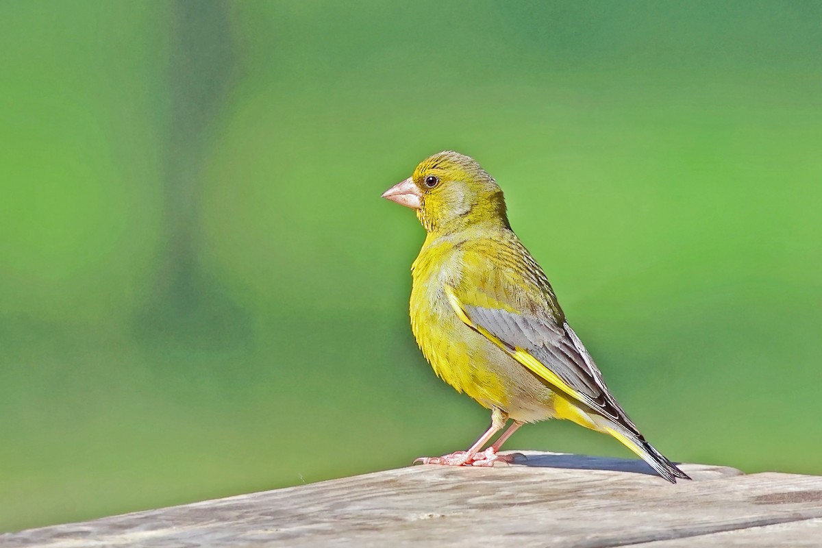 European Greenfinch - ML638017107