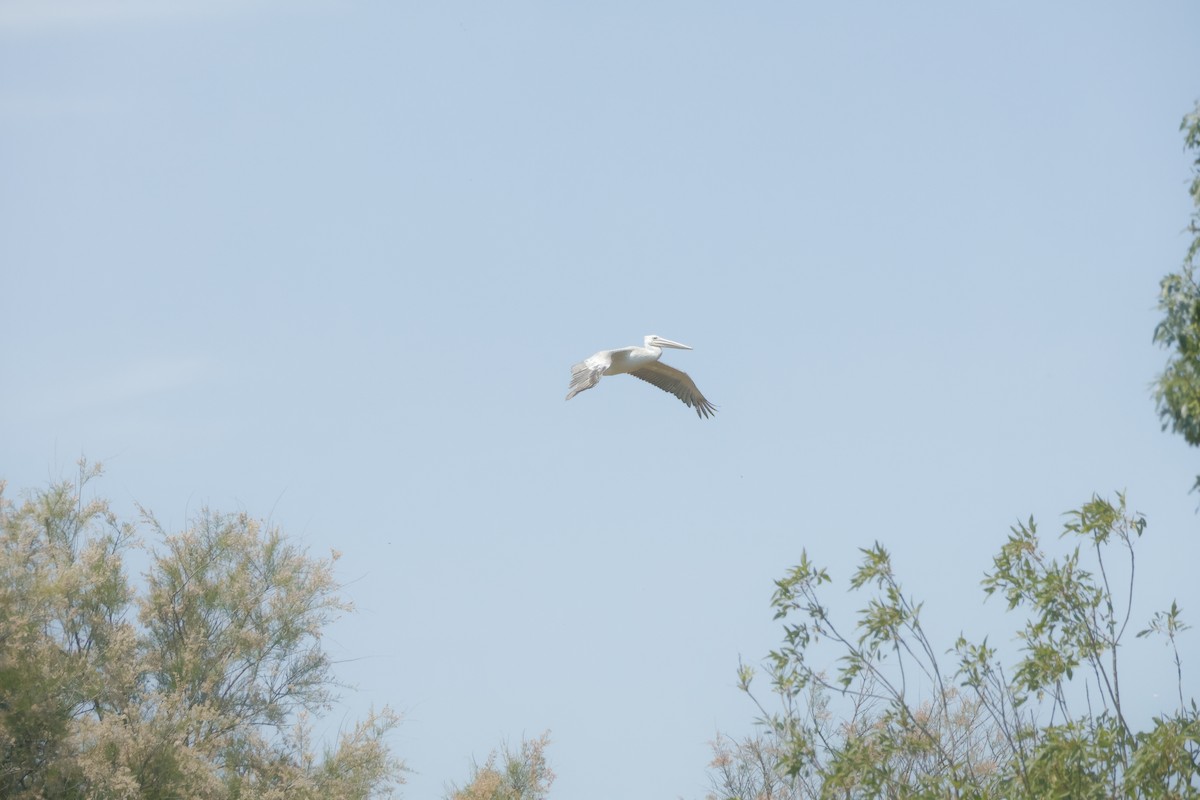 Pink-backed Pelican - ML638017132