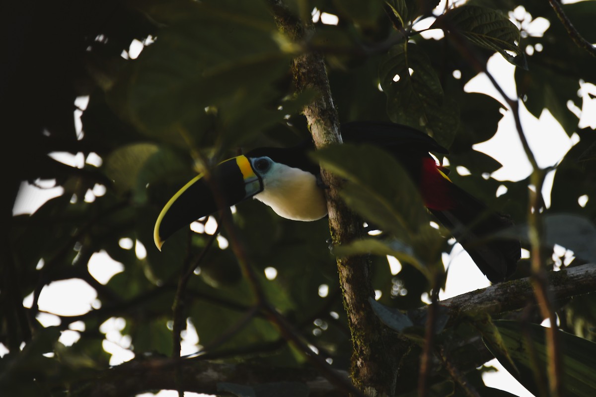 White-throated Toucan - ML638017177