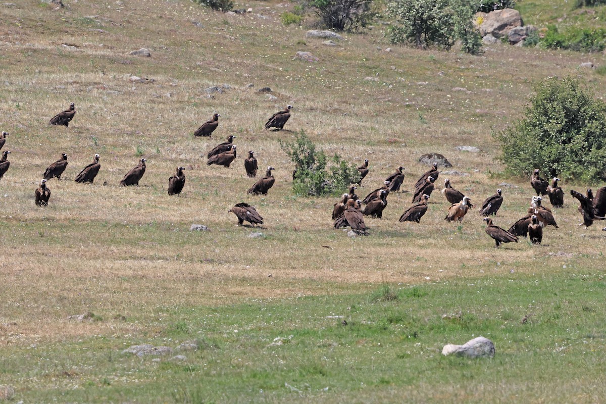 Cinereous Vulture - ML638017207