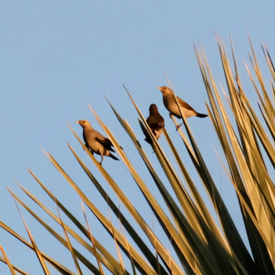 Wattled Starling - ML638017208
