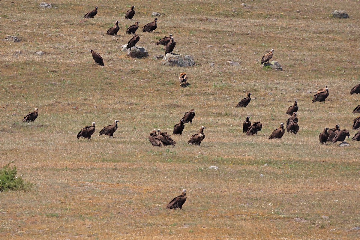 Cinereous Vulture - ML638017212