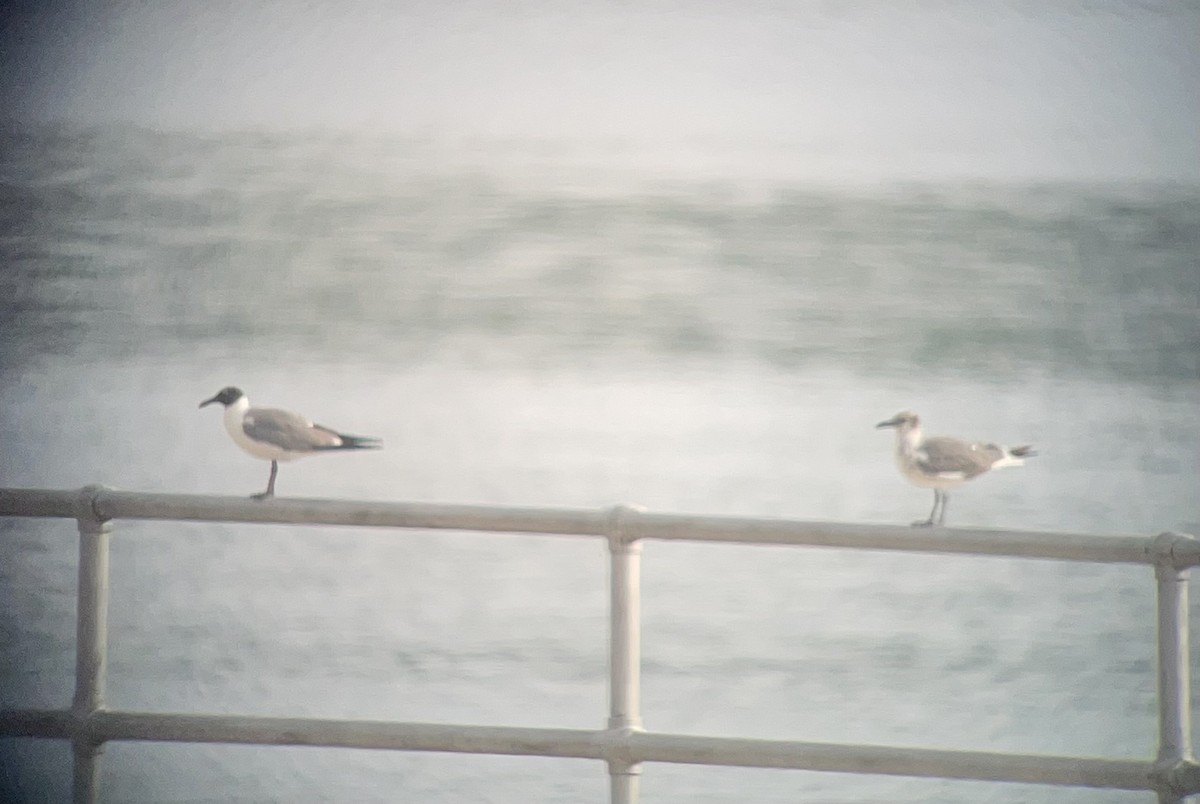 Laughing Gull - ML638017216