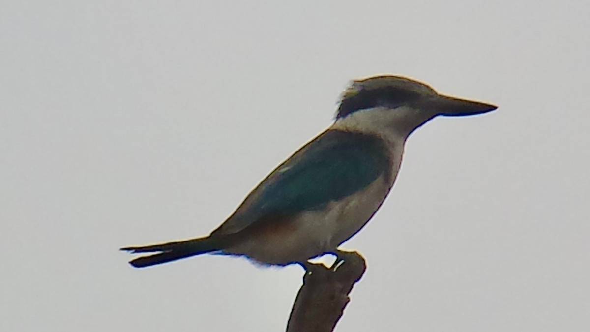 Red-backed Kingfisher - ML638017234