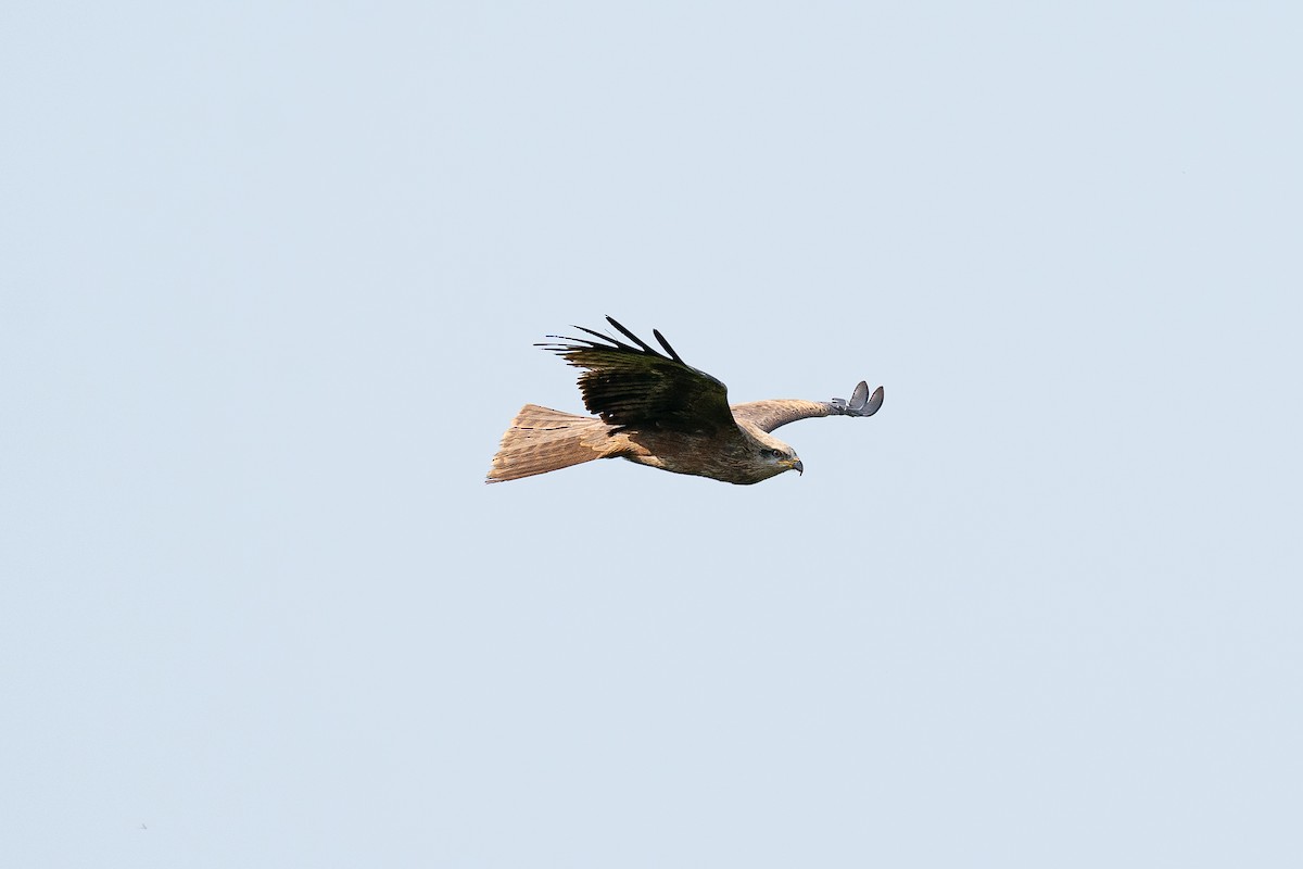 Black Kite (Black) - ML638017235