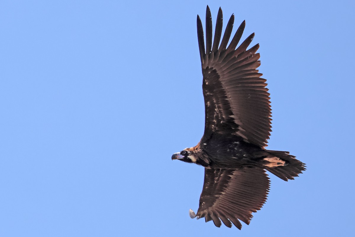 Cinereous Vulture - ML638017250