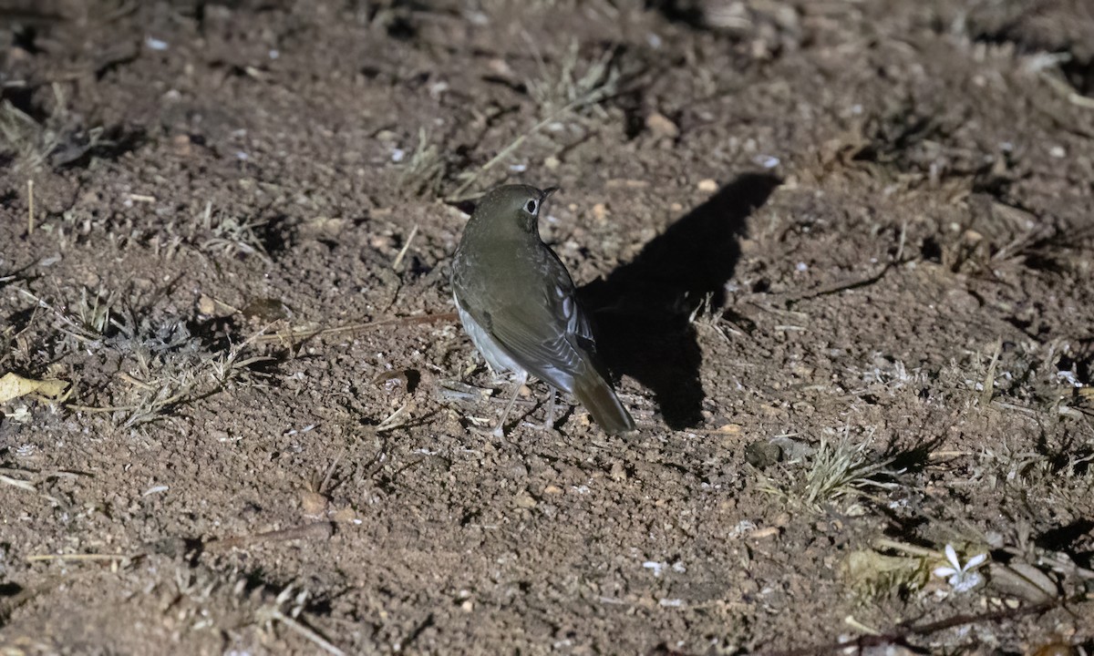 Thrush Nightingale - ML638017275