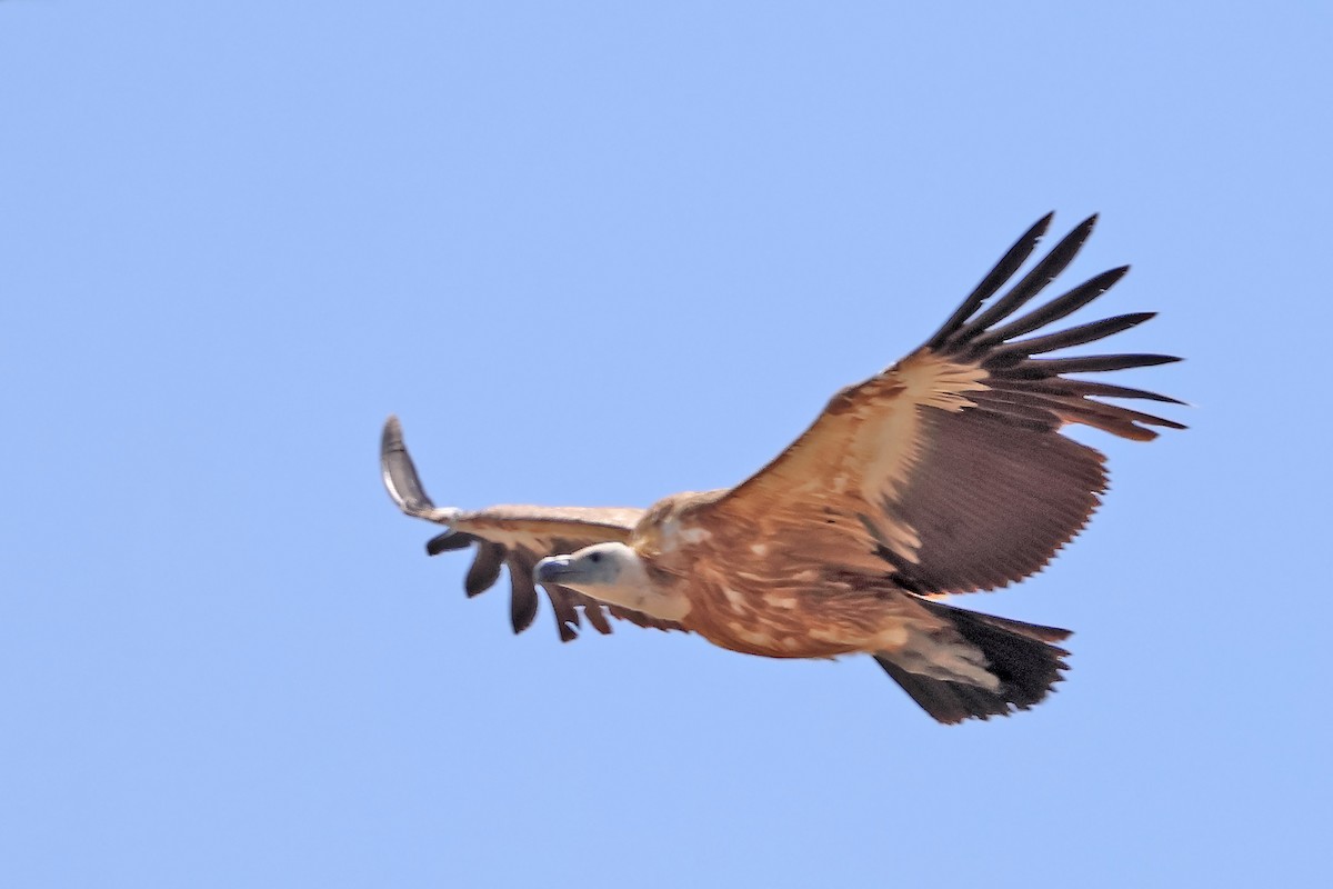 Eurasian Griffon - ML638017287